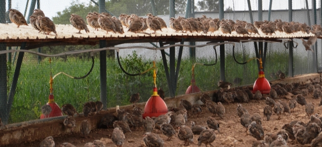 malatyadan_anadoluya_107_bin_keklik_salindi_h26957