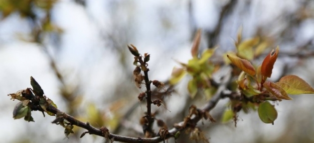 kayisiyi_dondan_sonra_dusuk_rekolte_tehlikesi_bekliyor