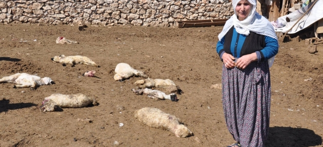 sokak_kopekleri_20_kuzuyu_telef_etti_h23537