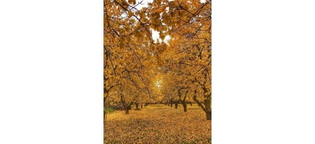 kayisida_sonbahar_mucadelesi