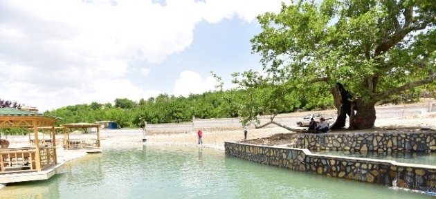 tarihi_cinar_kuruma_tehlikesiyle_karsi_karsiya