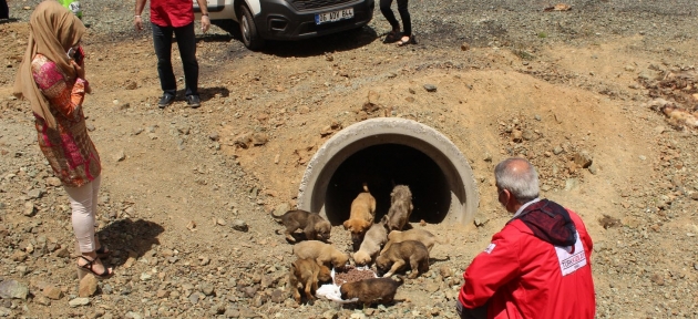 kizilay_bu_defa_yavru_kopekler_icin_devrede_h20328