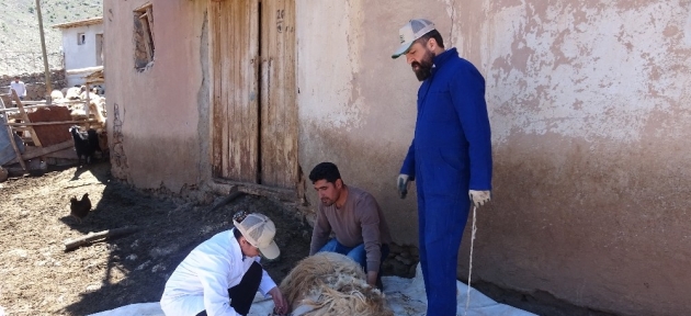 kucukbas_hayvanlarda_kirkimlar_basladi