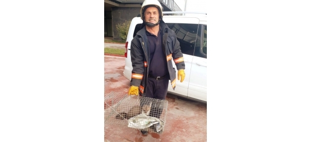 ac_kalan_sansar_fabrikaya_girdi_h31269